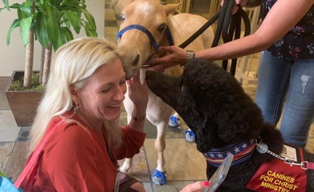Talks with Knox “The Therapy Horse”